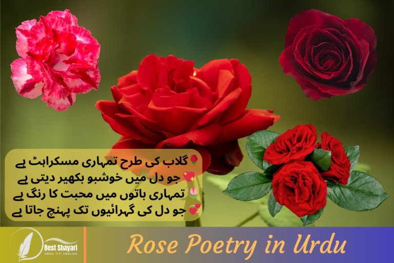 Rose Poetry in Urdu